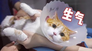 医生指标异常必须少吃肉橘猫听完急了花花与三猫 Cat Live