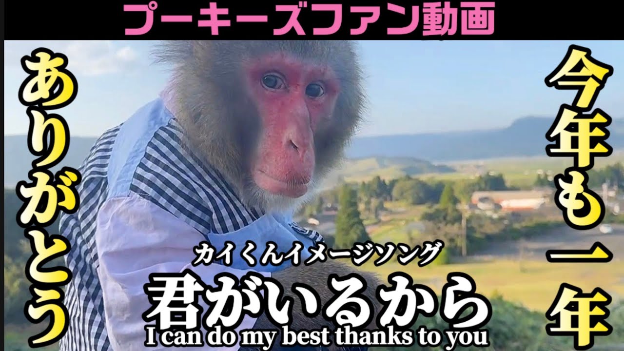 カイくん今年も一年ありがとう【プーキーズファン動画】