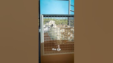 How A Sheep Dipper Works 🤔