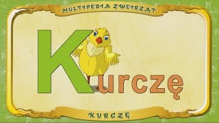 Multipedia Zwierząt. Litera  K - Kurczę