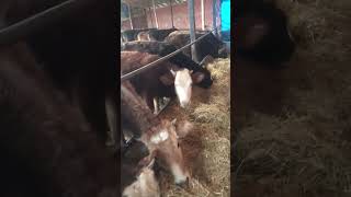 Hakkı Bulut Sevmek Bu Mu