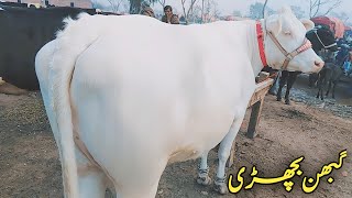 Imported American Gulabi Nukri Pregnant Calf For Sale At Shahzad Dairy Farm Attock