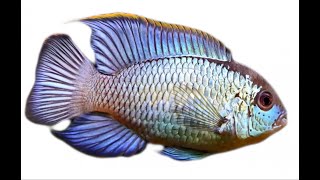 Nannacara neon blue hybrid