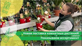 Новая поставка комнатных растений! Показываем ассортимент