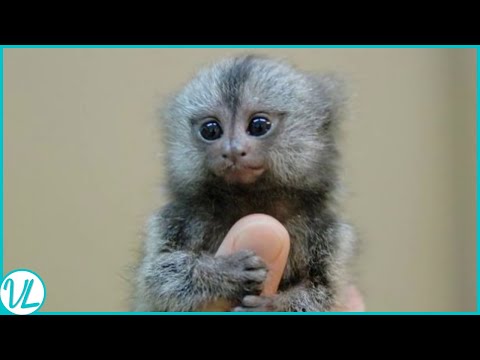 Video: Ang pinakamaliit na unggoy - pygmy marmoset