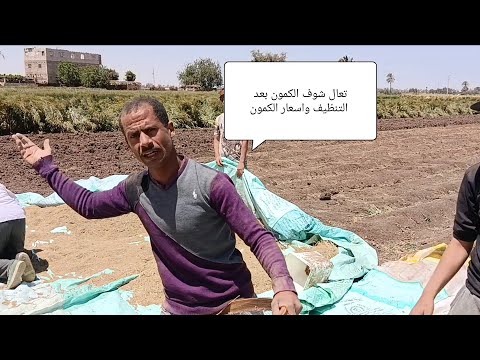 تعال شوف تنظيف الكمون واسعار الكمون اعرف كل التفاصيل وشوف الراجل المحترم ده