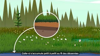 Les tourbières en bonne santé, nos alliées face au changement climatique [VOSTFR]