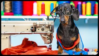 Dachshund dog TAILOR! Funny animal video! Dachshund dog TAILOR! Funny animal video!