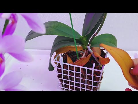 Video: Kako Saditi Rastline V Visečo Košaro