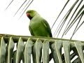 Male Rose-ringed ( Indian Ringneck ) parakeet @ Mylapore - Chennai