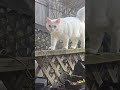 spock #cats #catvideos #outdoor #nature #whitecat #trekking