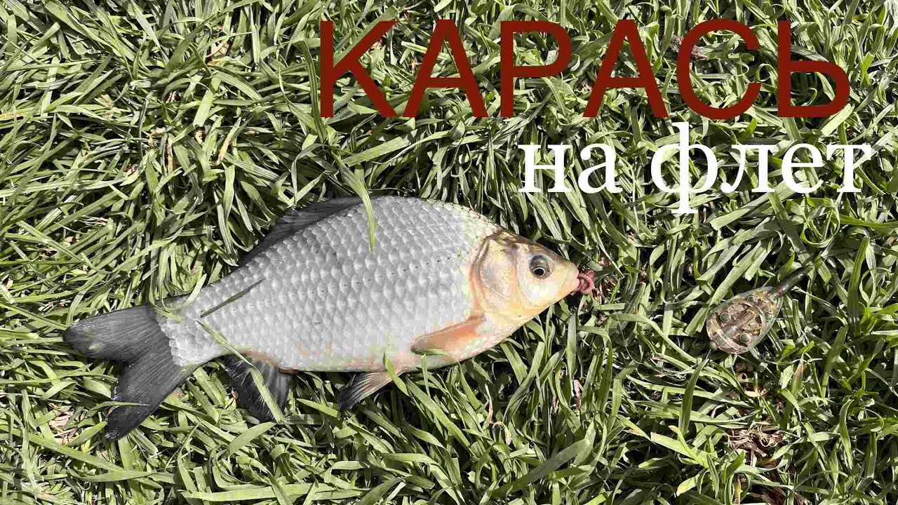Ловля КАРАСЯ на ФИДЕР. Карась летом