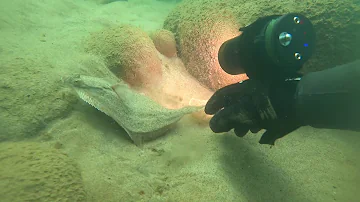 Прогулка по дну Балтийского моря . Камбала , окунь, Скорпена,  калкан. Май 2020.
