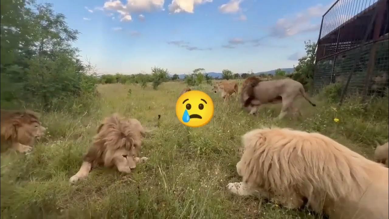 Тайган последние видео сегодня с татьяной алексагиной