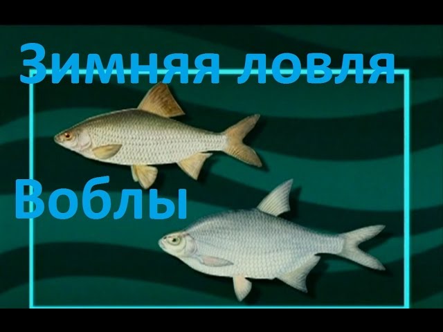 Диалоги о рыбалке -127- Ловля воблы на стоячую мормышку.