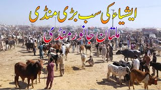 Asia Ki Sab Say Bari Mandi Multan Cow Mandi Urdu\Hindi | SS Tv |