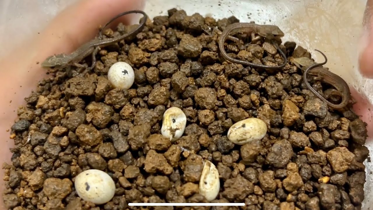 カナヘビの赤ちゃんが産まれた【爬虫類】3匹同時に産まれたので飼育環境を作ります