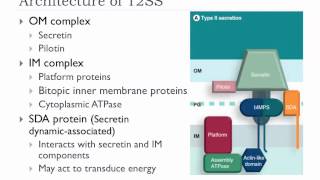 Bio305 2012 Bacterial protein secretion overview lecture