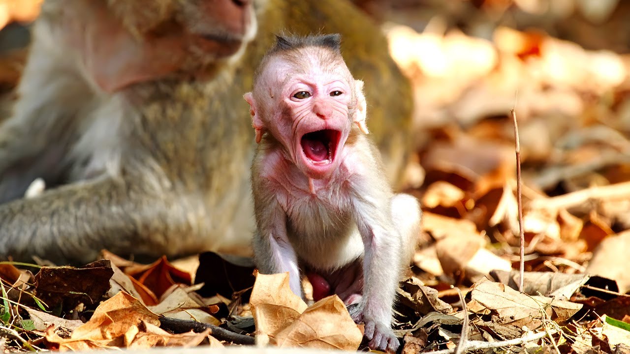 The Art of the Groom: How Touch Bonds Mother and Newborn Monkey