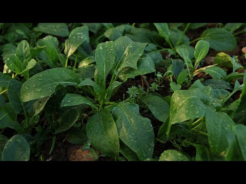 Video: Spinat wächst im Sommer – Hitzetolerante Spinatsorten