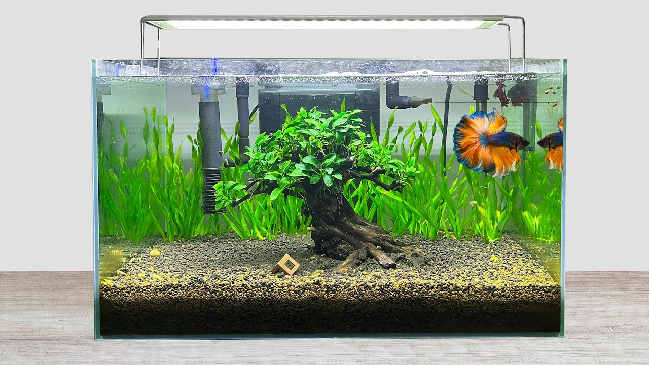 DIY Simple Aquasacpe Betta Fish For Office - How To Make Aquarium