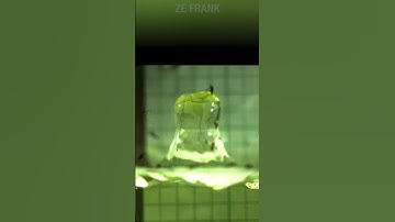 How The Water Striders Walk On Water