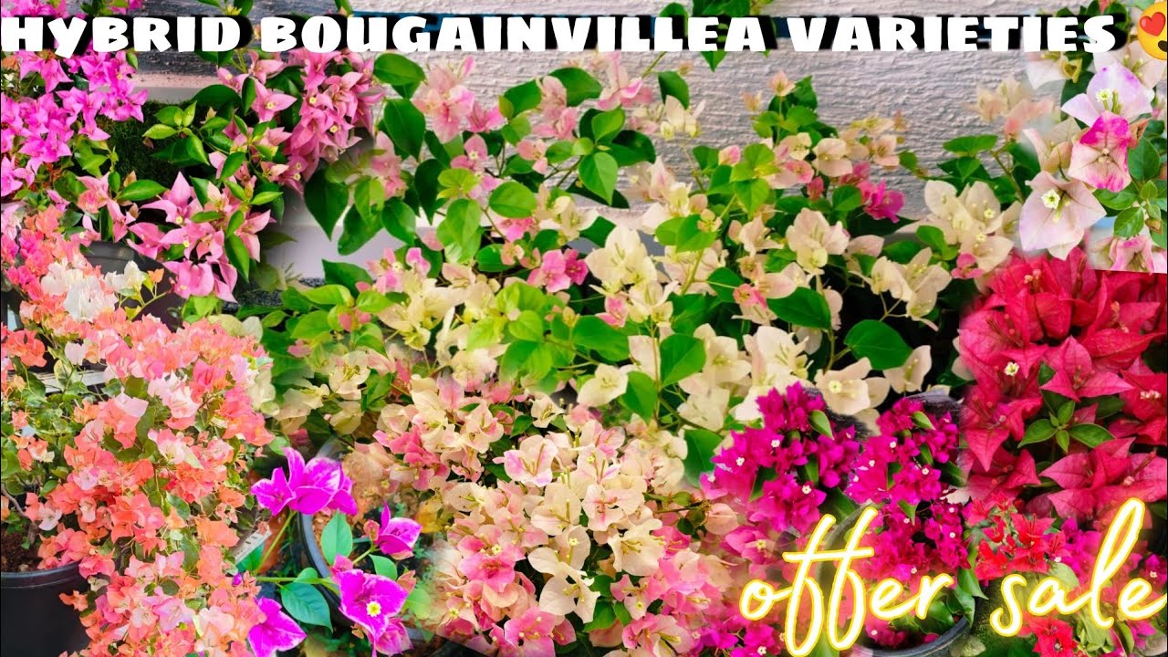 50 hybrid bougainvillea for sale😍/Online sale malayalam/Fidhus world /