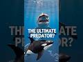 Why Sharks Stop Fighting Around Orcas? #shorts