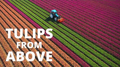 Tulips From Above - Aerial view of beautiful flower fields in the Netherlands