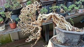 บอนไซเพรมน่าเริ่มสร้างชุดใหม่ Bonsai Premna