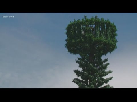 Weird tree near
