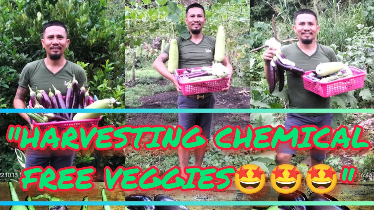 HARVESTING CHEMICAL FREE VEGETABLES🍆🍆🍆!🤩🤩🤩 YouTube