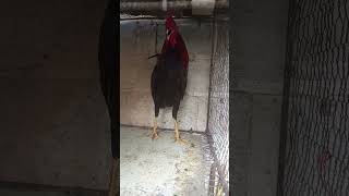 POLLO PRIMO DEL JOCO DE ocho meses traba Joel