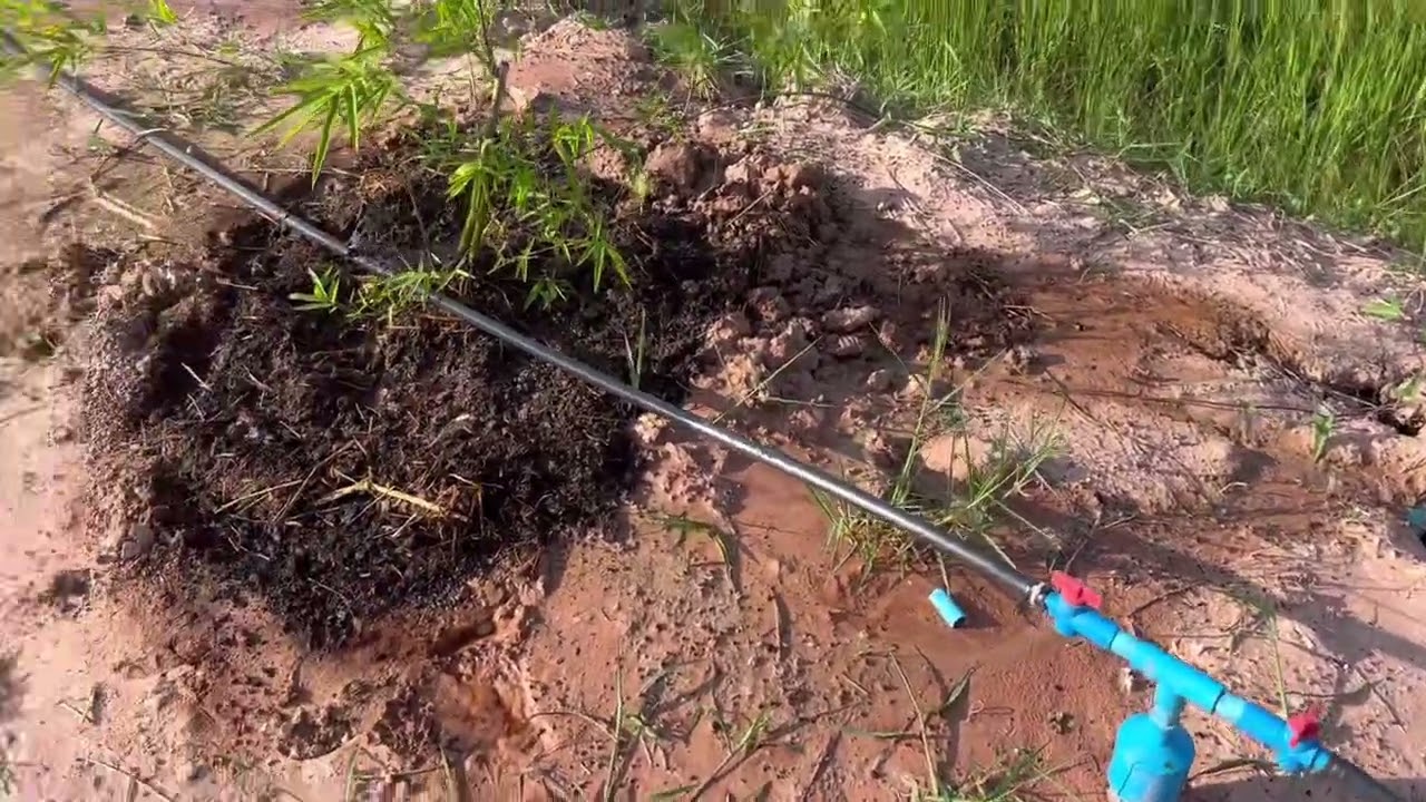 พามาชมแปลงปลูกไผ่ อายุครบ 1 เดือนแล้ว ไปดูกันครับ