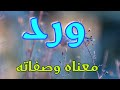 معنى اسم ورد وصفات من تحمل هذا الاسم 