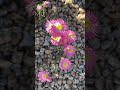 How to Grow Paper Daisies