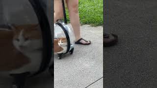 Adventures - Travel Transparent CAT trolley bag on wheels DAILY 🐶 ANIMALS 😻 SHORTS #shorts