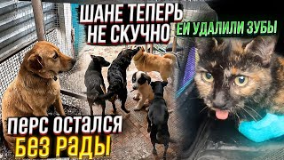 Перс теперь БЕЗ Рады😱. ЧТО СЛУЧИЛОСЬ? Черепашке удалили зубы. Шаня подружился с остальными собаками😍