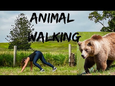 Video: Come Muoversi Con Gli Animali