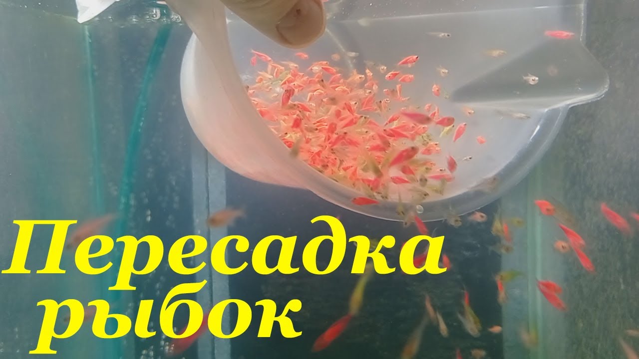 Основной рацион