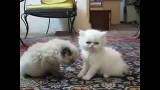 Это Самые Милые Котята В Мире! Это Самые Милые Котята В Мире!