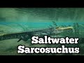 Saltwater Survival! Sarco Growth! Path of Titans Growth Series ep 2