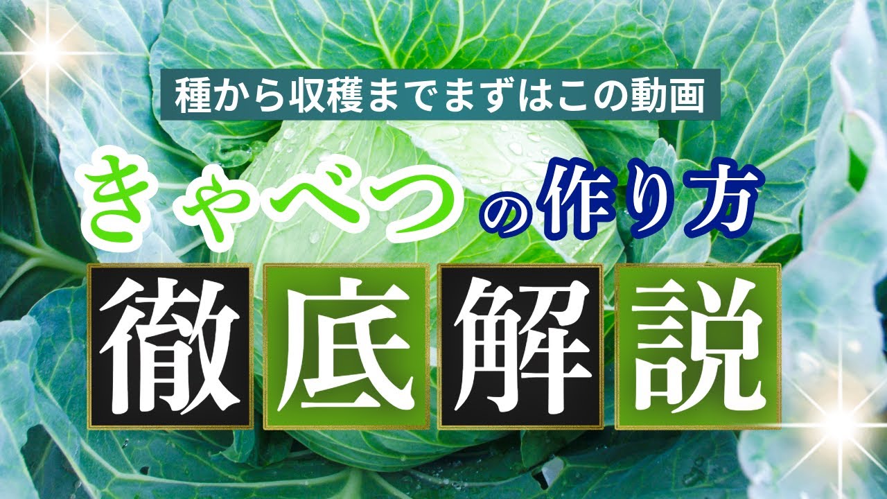 Cabbage] How to grow cabbage from seed to harvest. Just look at