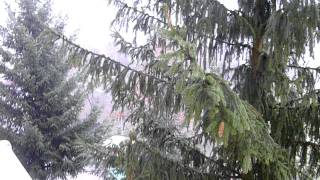 Pílenie stromov - 17.01.2011 (HD)