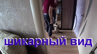 Почему КОТ смотрит в зеркало? Почему КОТ смотрит в зеркало?