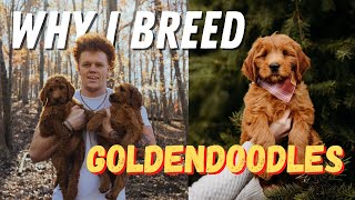 Why I Breed Goldendoodles