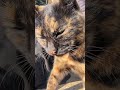 視聴者にうっすら瞬き #猫#cat#うっすら#まばたき#野良#誘惑#Short
