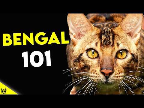 Video: Bengal House Cat Cat Breed Hypoallergenic, Health And Life Span