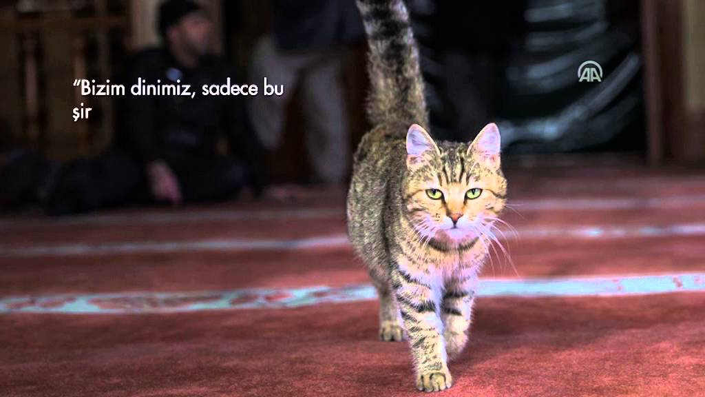 Kedi Dostu Imam Youtube