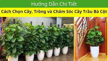 Hướng Dẫn Chi Tiết Cách Chọn, Trồng & Chăm Sóc Cây Trầu Bà Trong Nhà, Văn Phòng